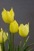 <em>Tulipa batalinii</em>